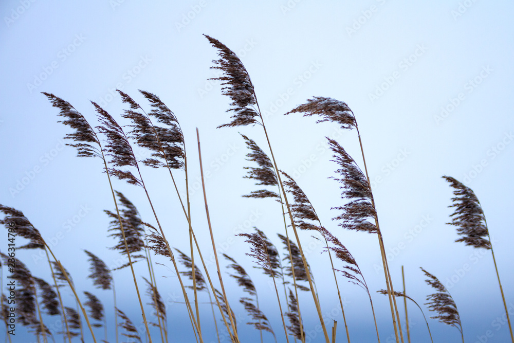 Obraz premium Winter landscape with dry reeds against cloudly sky