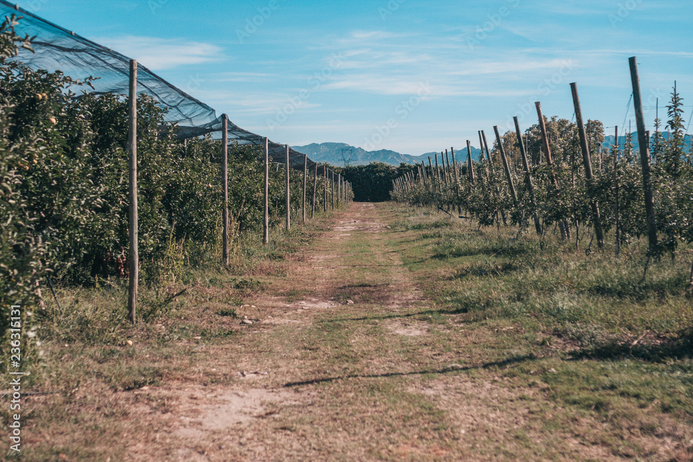 Autumn in Provence - apple farm