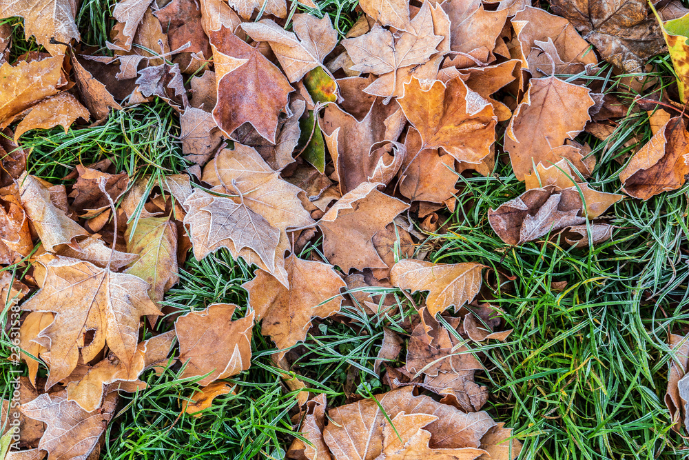 Autumn leaves covered with ice, concept of fall and winter Autumn leaves covered with ice, concept of fall and winter
