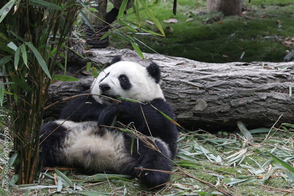 Fototapeta premium Happy Panda Cub Eating Bamboo Leaves, Chengdu, China