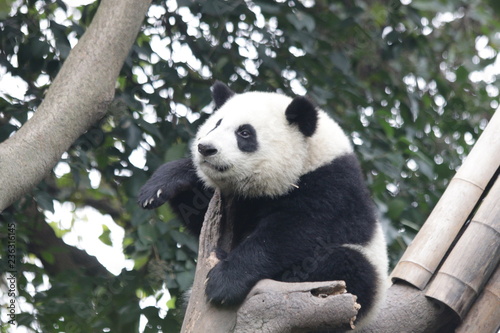 Fototapeta Naklejka Na Ścianę i Meble -  Cute Fluffy Panda Cub, Dujiangyan, China