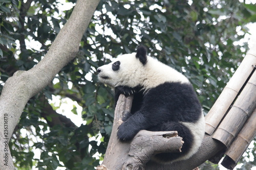 Playful Panda Cub is Having Fun on the Tree, China