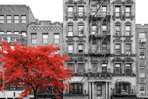 Red tree in black and white street scene in the East Village of Manhattan in New York City © deberarr