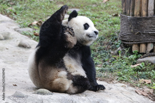"Dai Li" 3 Legs Panda, China © foreverhappy