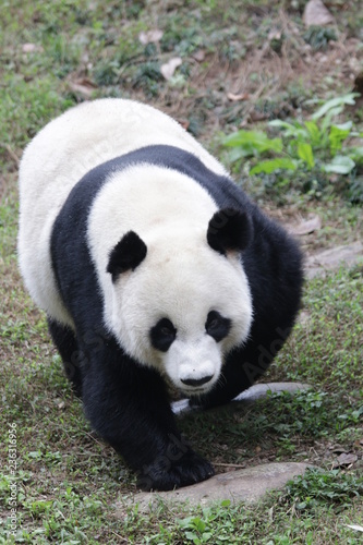 "Dai Li" 3 Legs Panda, China