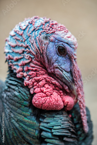Wild male turkey tom closeup of head, wattle and snood while strutting ready for Thanksgiving side view.