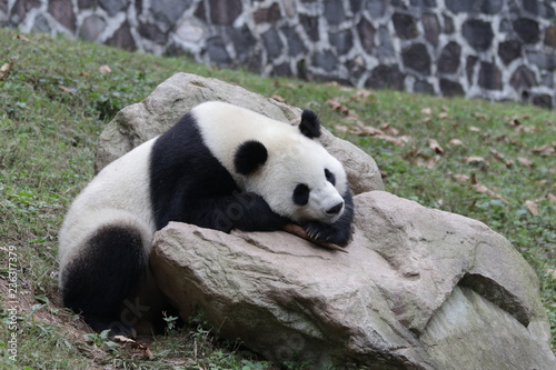 Fototapeta Naklejka Na Ścianę i Meble -  Sleeping Giant Panda, China