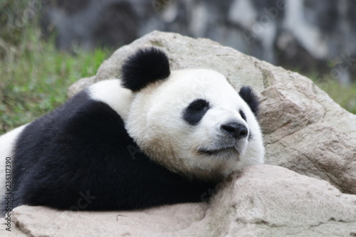 Sleeping Giant Panda, China © foreverhappy