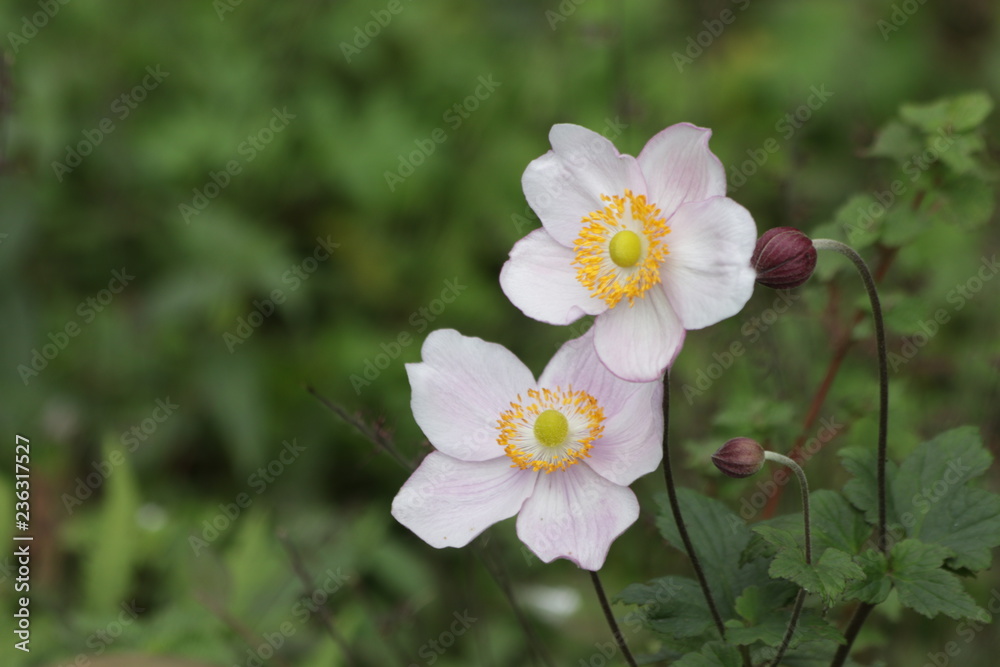 close up Pink Flower with Blur Background close up Pink Flower with Blur Background