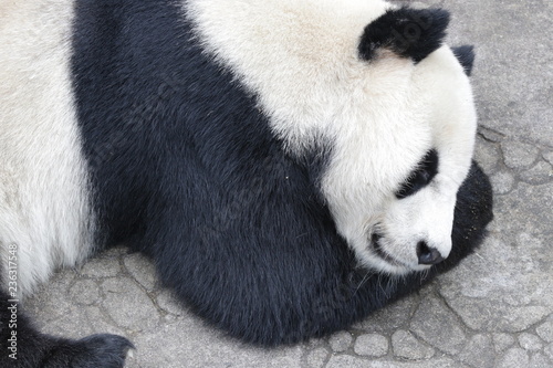 Close up Sleeping Panda, China