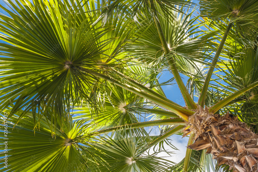 Perspective view of palm trees