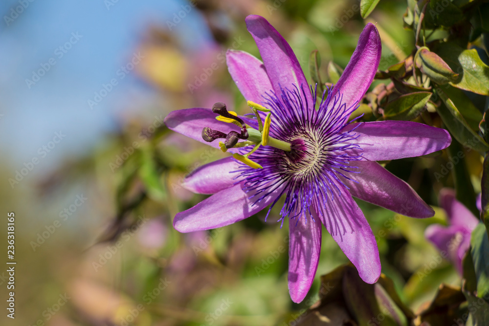 passion flower, close up of passion fruit flower passion flower, close up of passion fruit flower