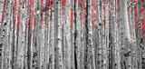Forest of Red Trees
