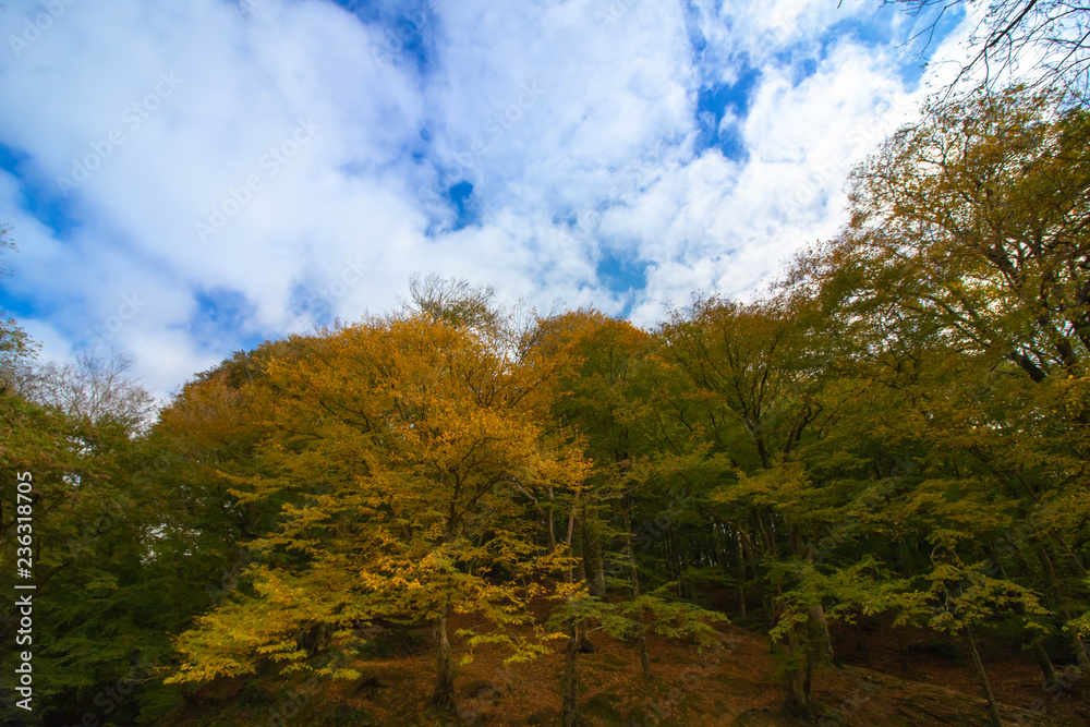 autumn landscape with trees and blue sky