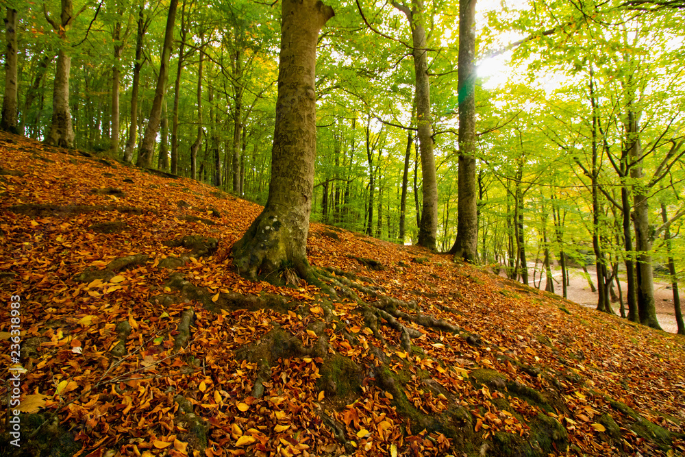 autumn in the forest autumn in the forest