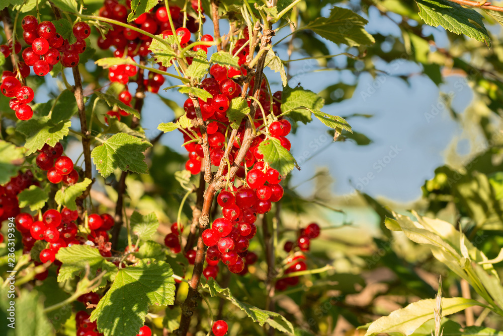 group of red currants on the bush, summer, close up group of red currants on the bush, summer, close up