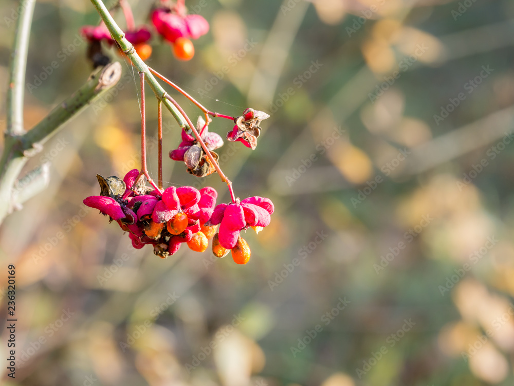 Colourful bunch of fruit of European spindle, Euonymus europaeus, in autumn, Netherlands