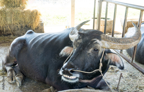 Konstfotografi Big Black thai Buffalo sleeping and ruminating very happy at buffalo farm Thaila