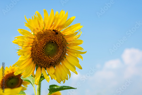 Fototapeta Naklejka Na Ścianę i Meble -  Beautiful sunflower with blue sky