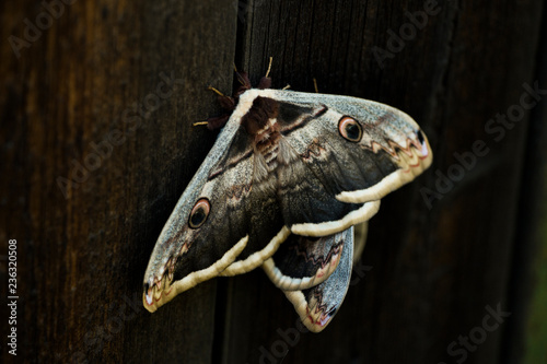 moth in the forest 