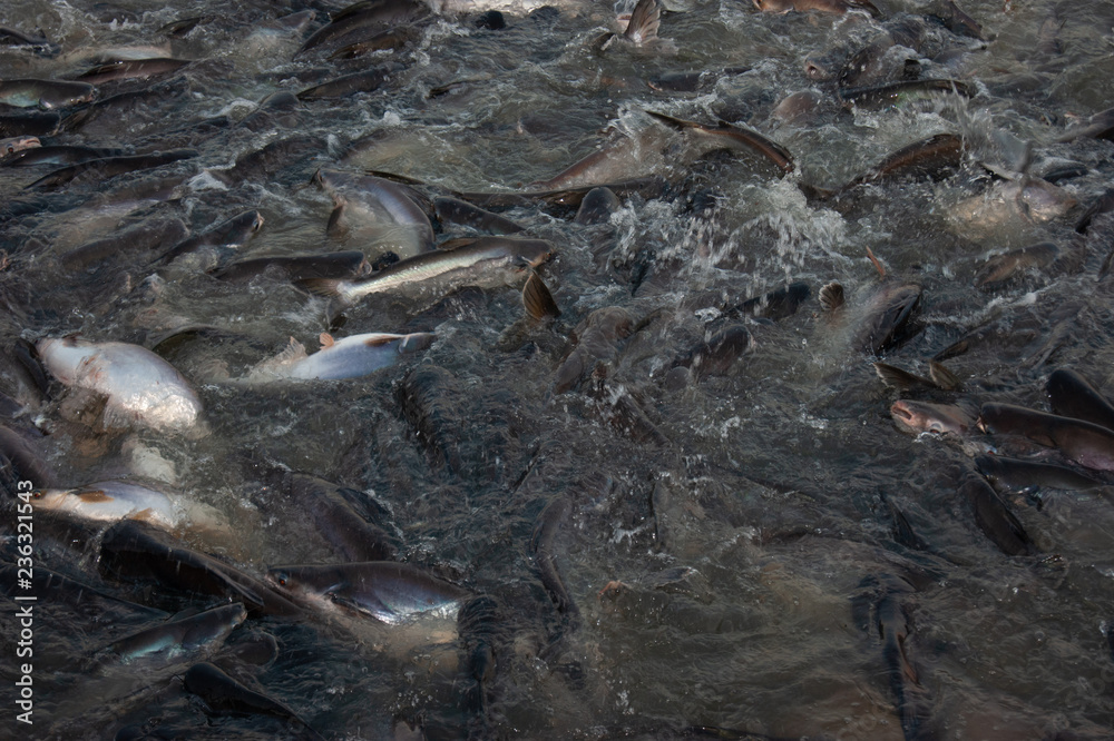 Fototapeta premium Hungry Fishes