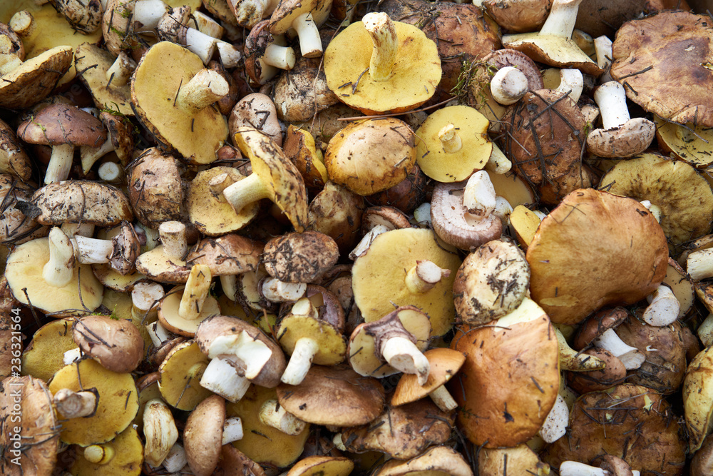 Background of wild mushrooms Boletus luteus Background of wild mushrooms Boletus luteus