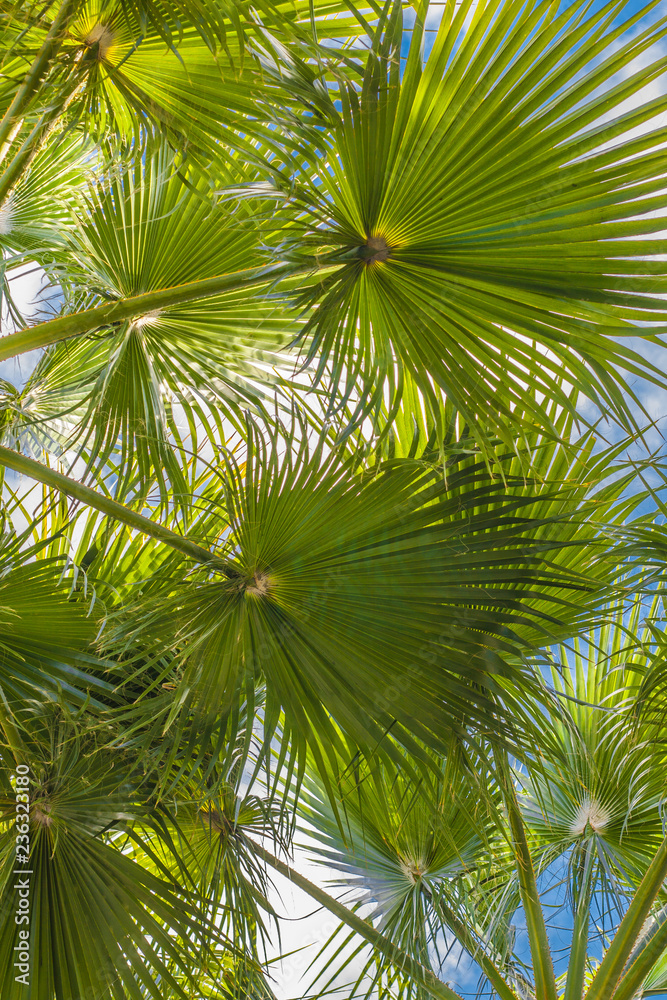 View of palm leaves against the sky during sunbathing View of palm leaves against the sky during sunbathing