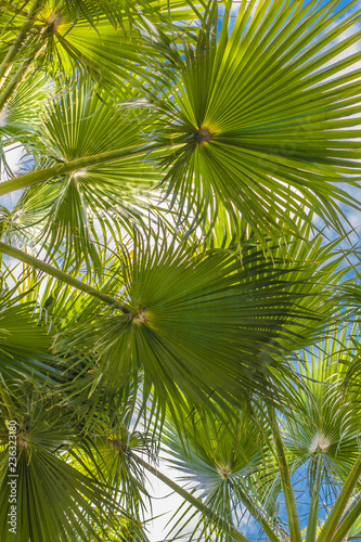 View of palm leaves against the sky during sunbathing © andrey gonchar