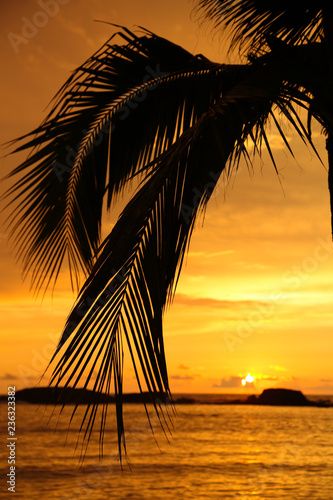 Palm Trees swaying at sunset on the beaches of Punta Mita, Mexico © Steve Azer