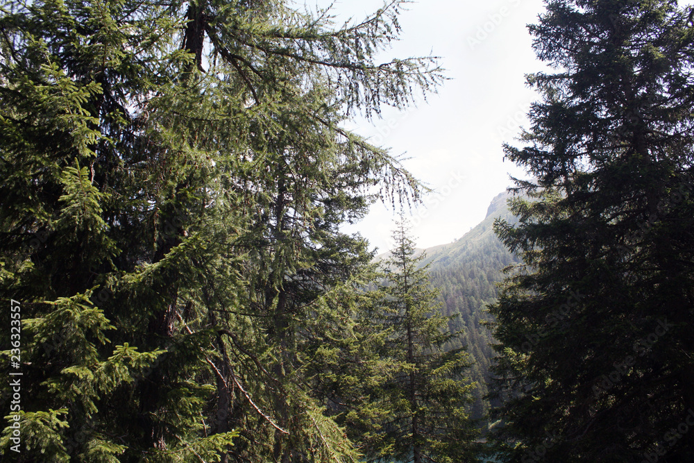 Swiss forest in summer. Sunny day.