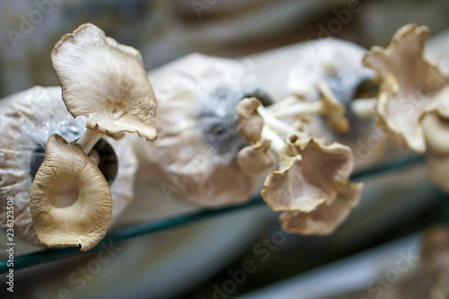 rganic mushrooms growing on a mushrooms farm in Malaysia,mushrooms cultivation at farm photo