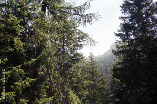 Obraz na płótnie Swiss forest in summer. Sunny day. w salonie