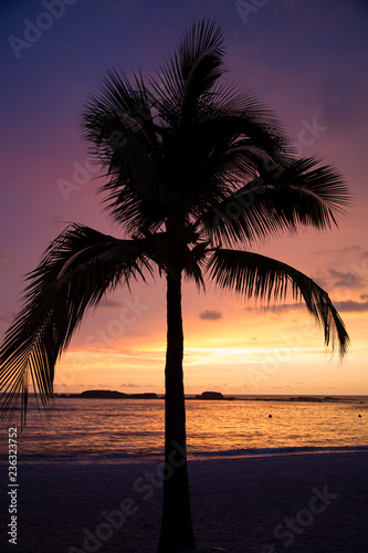 Palm Trees swaying at sunset on the beaches of Punta Mita  Mexico