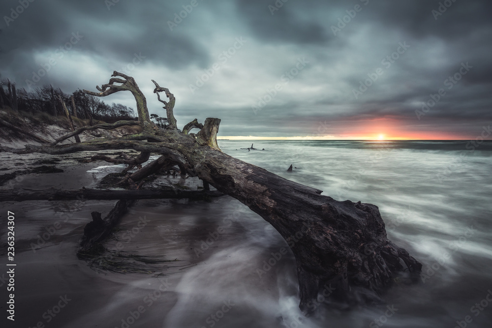 Fototapeta premium Weststrand auf Zingst ( Fischland Darß / Ostsee) - umgekippter Baum mit Wasser, Wellen und Sonnenuntergang