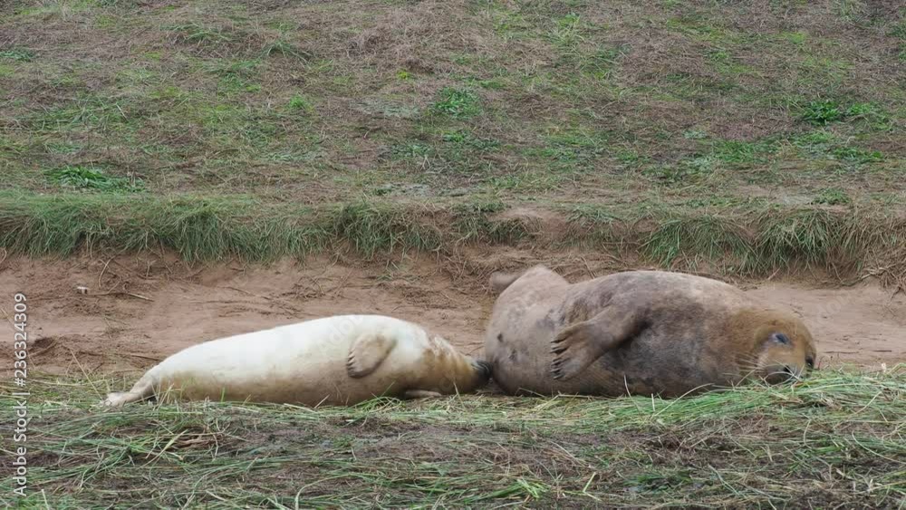 Grey Seal Pup Suckling at Donna Nook, Lincolnshire. Grey Seal Pup Suckling at Donna Nook, Lincolnshire.