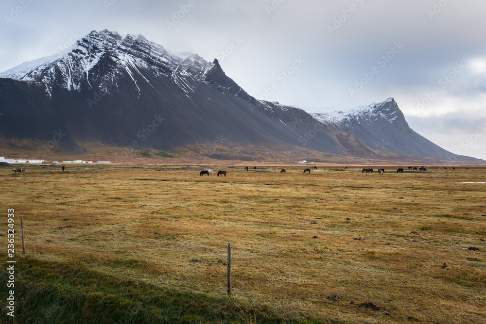 Horses Grazing in a Pasture with Beautiful Volcanic Mountains in Backgrounds on a Cloudy Autumn Morning
