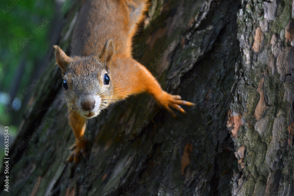 little red squirrel crawling and sneaking on the trunk of an old tree little red squirrel crawling and sneaking on the trunk of an old tree