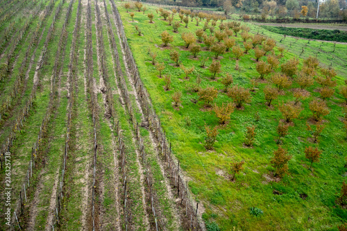 Greco di Tufo vineyards and hazelnut plantation, two excellences of the province of Avellino, Italy