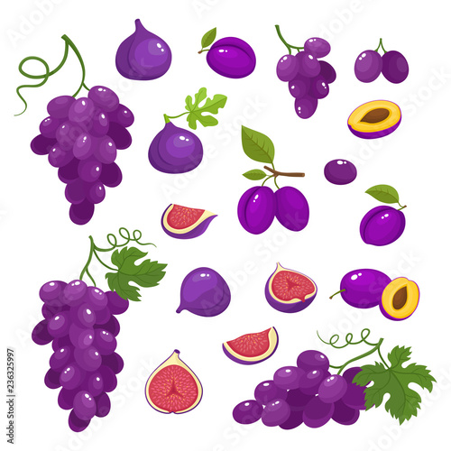 Vector illustration with violet fruits isolated on white.