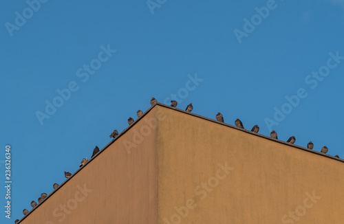 szereg gołębi na dachu budynku