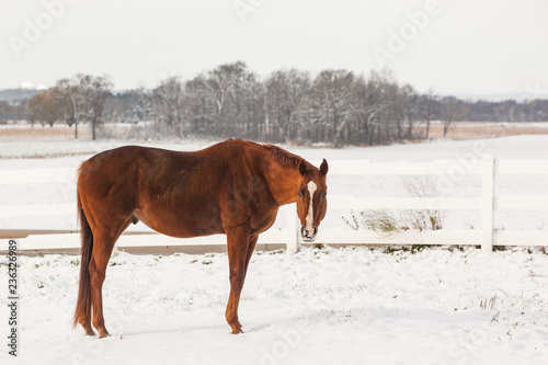 A chestnut Thoroughbred gelding stands in a snowy field with a white board fence and trees in the background.