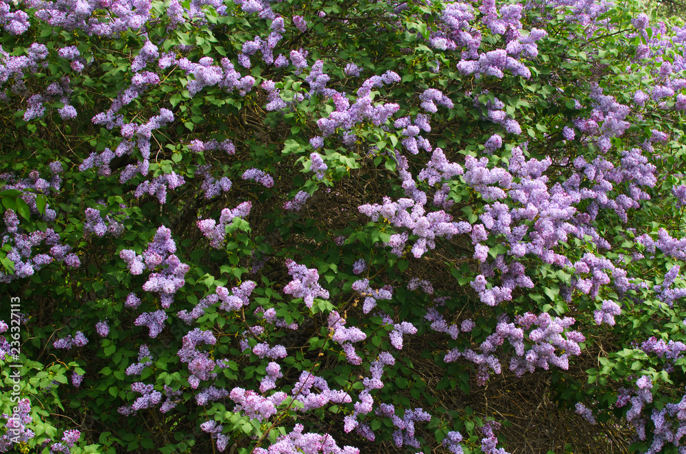 huge Bush of blooming lilac in the garden