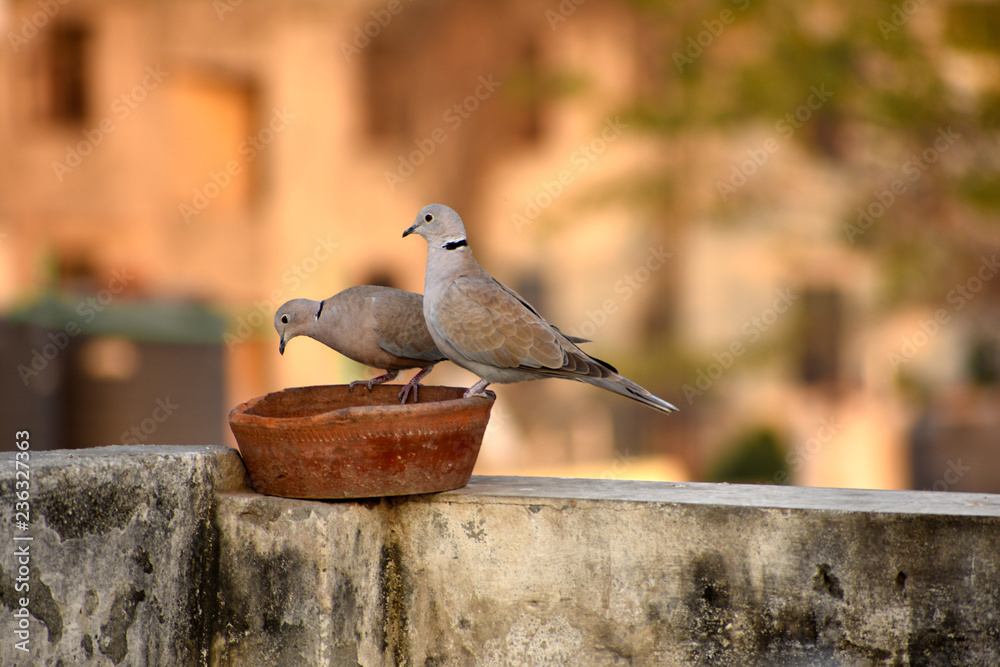 Fototapeta premium cute pigeon