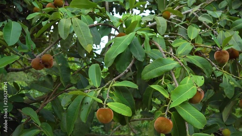 Steadycam shot of the mabolo or velvet apple tree with lots of fruit on it photo