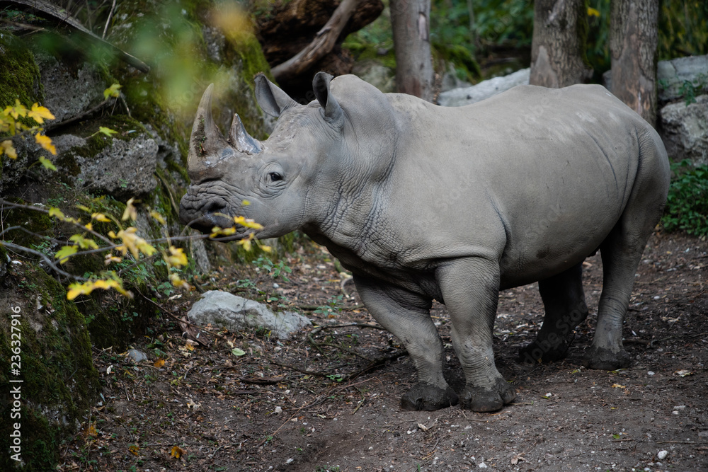 seitliches Portrait von einem Nashorn mit Bäumen und gelben Blumen seitliches Portrait von einem Nashorn mit Bäumen und gelben Blumen
