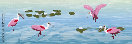 A flock of pink Roseate spoonbill birds in the water. Pond with white water lilies. Animals of Florida, Chile and Argentina. Everglades national park. Rainforest. Realistic Vector Landscape