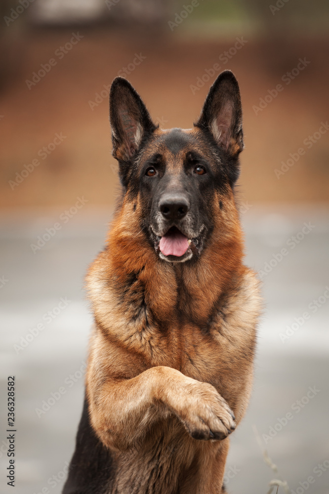 Portrait of a german shepherd dog giving a paw