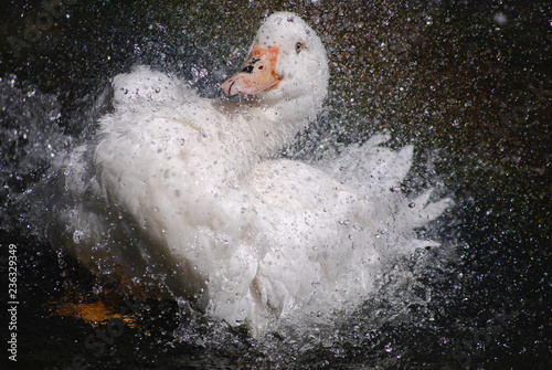 Weiße Ente genießt ein Bad © ClaudVie