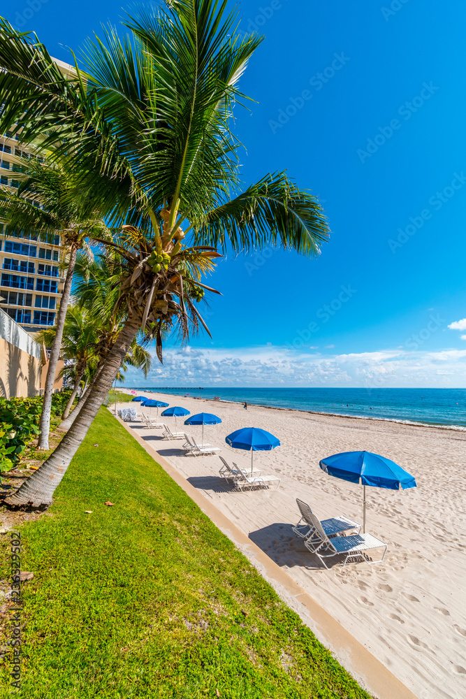 trees and parasol row on Miami Beach, Florida, United States Stock Photo | Adobe Stock