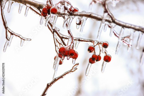 Branches of trees and fruits in winter covered with a crust of ice after a winter rain